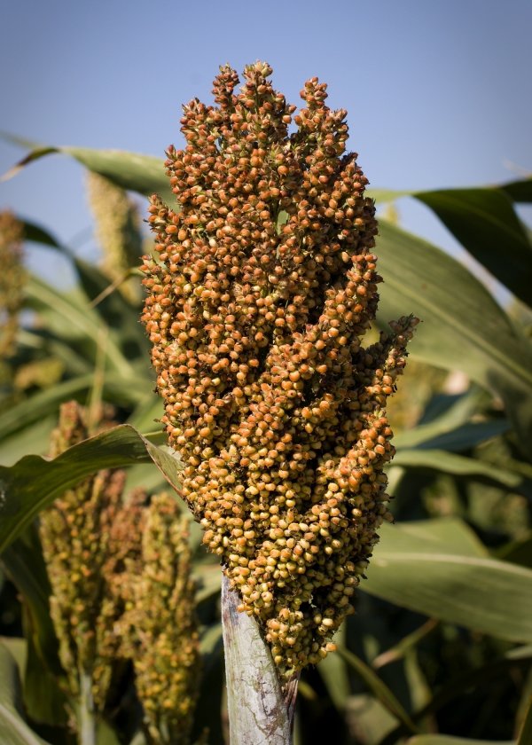 Sorghum (Milo)