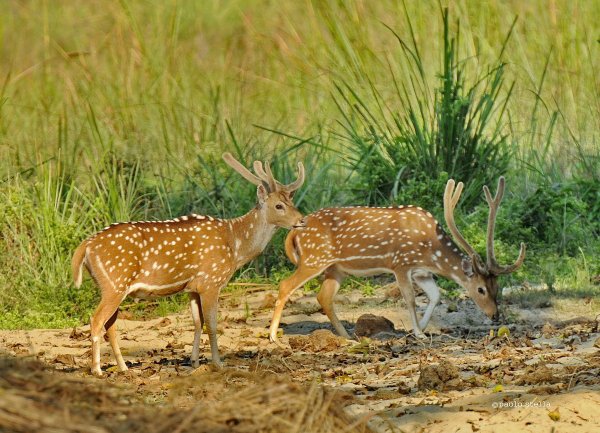 Chitwan National Park, Nepal