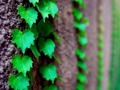 5 Tips on Growing Any Vine