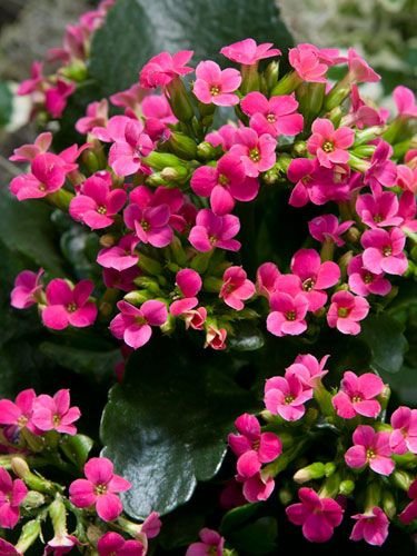 Kalanchoe