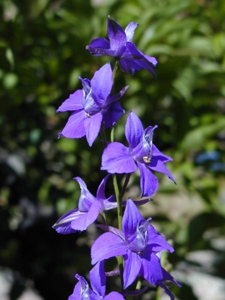 Larkspur