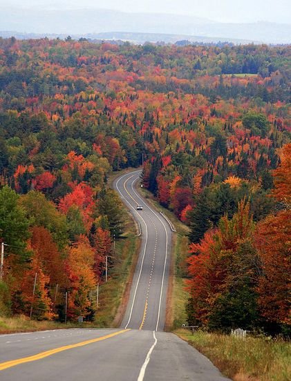 road, leaf, autumn, infrastructure, tree,