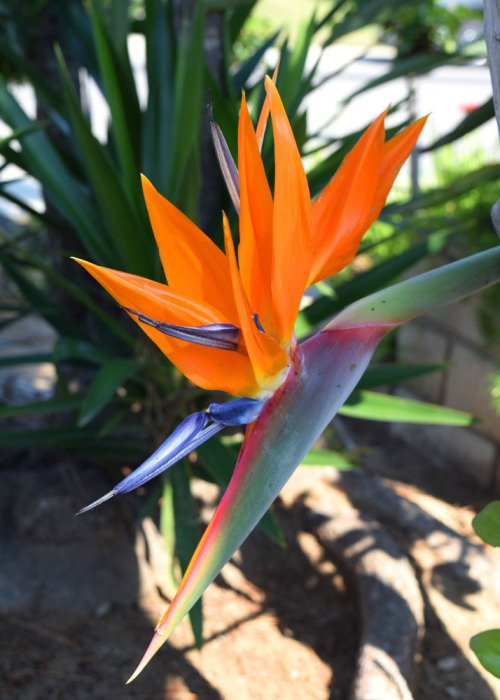 Bird of Paradise