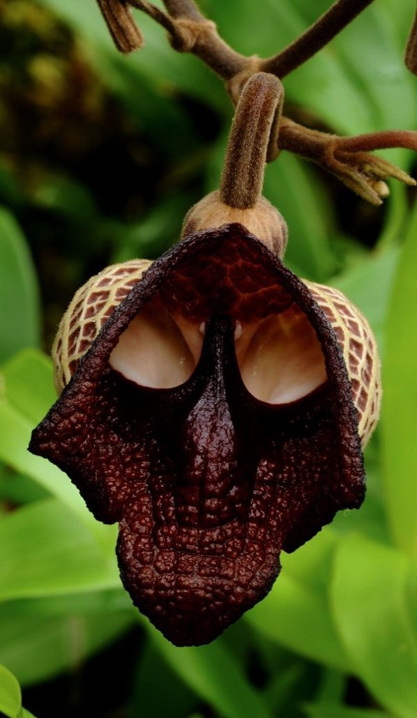 Darth Vader Orchid