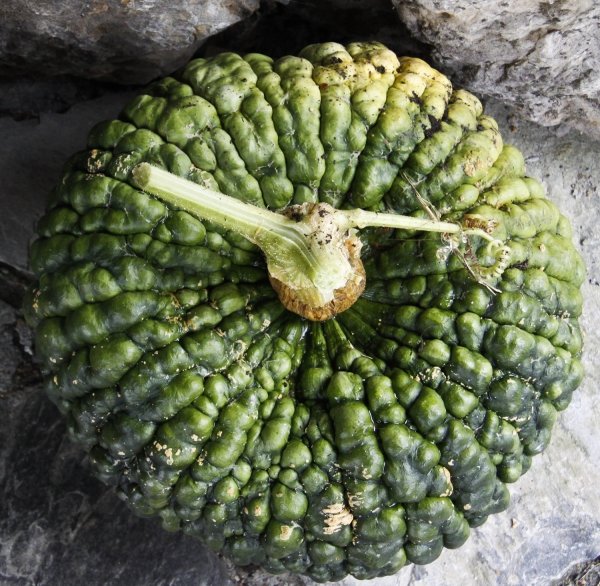 Manna Di Chioggia Pumpkins