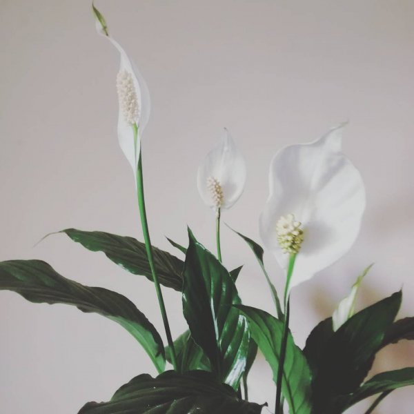 Peace Lily