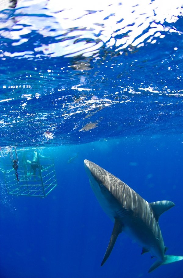 Shark Cage Diving