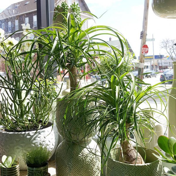 plant, flowerpot, houseplant, herb, arecales,