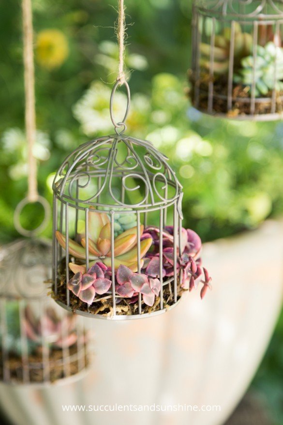 Plant Succulents in a Cage