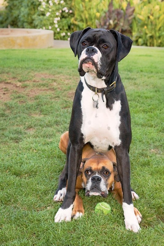 are boxer dogs a bully breed