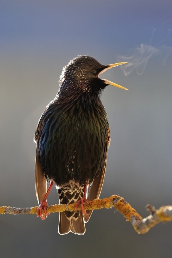 European Starling