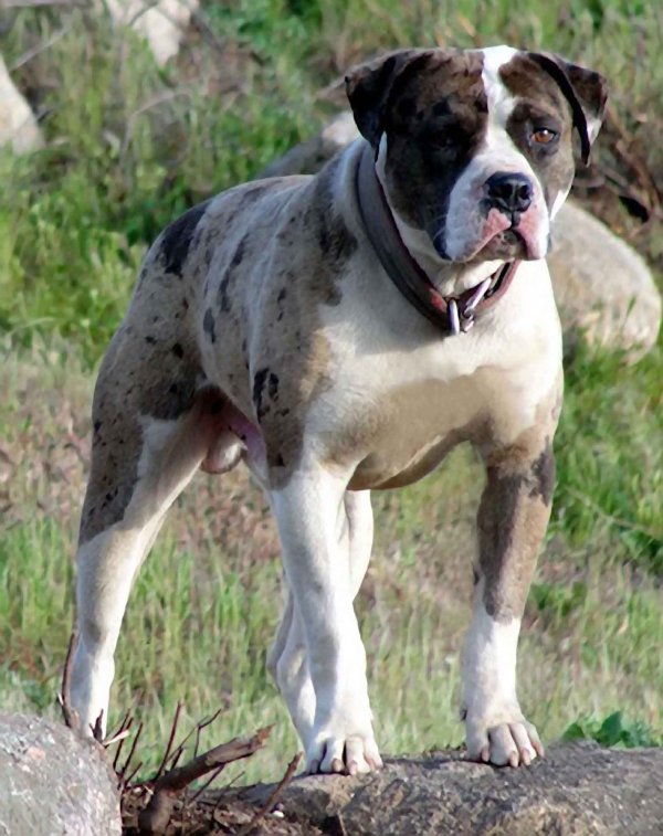 dog,olde english bulldogge,mammal,vertebrate,dog breed,