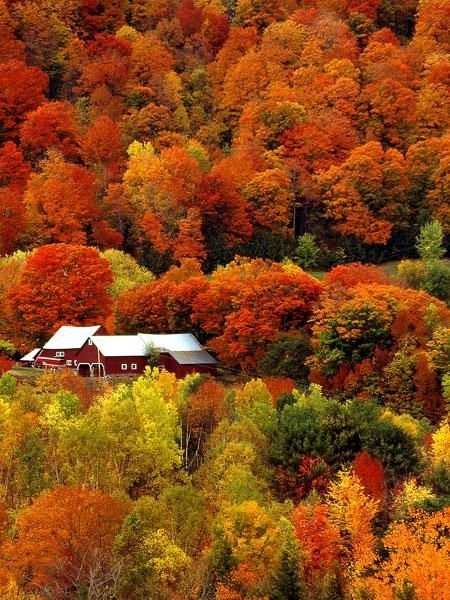 Vermont Foliage