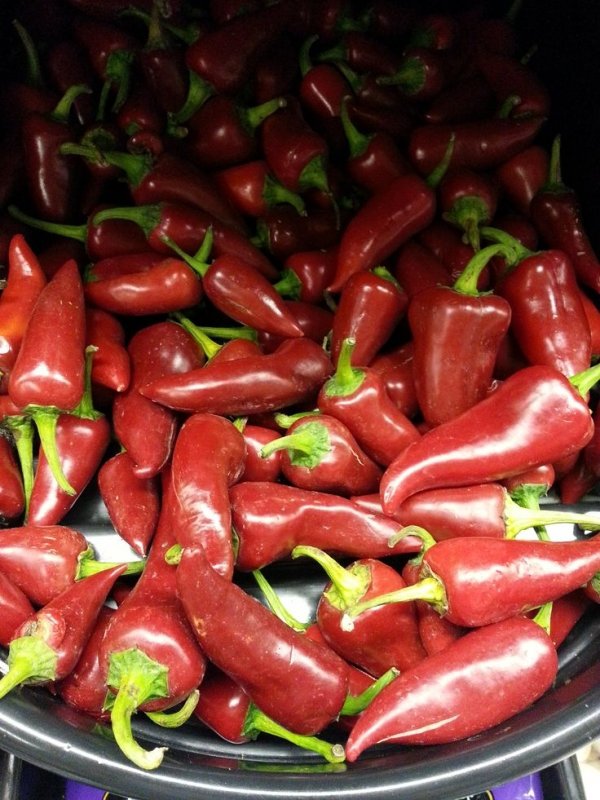 Chile Peppers