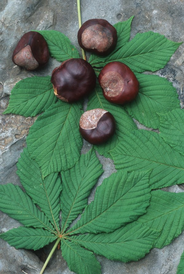 Horse Chestnut