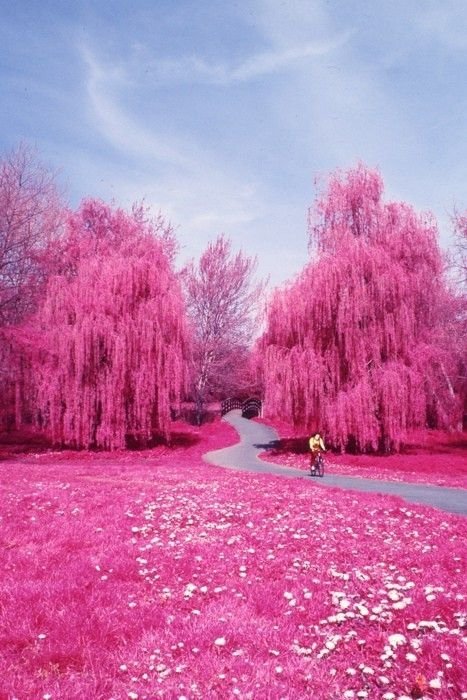 A Pink Wonderland