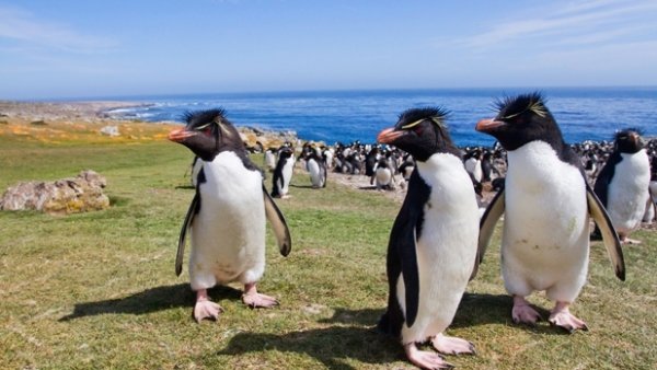 Falklands