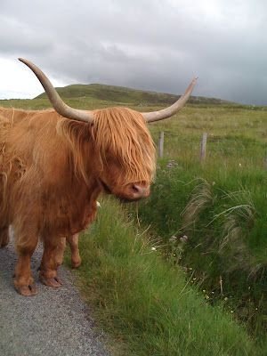 Highland Cattle