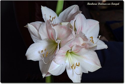 Amaryllis