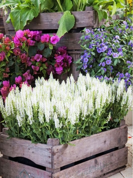 flower,plant,land plant,flowering plant,english lavender,