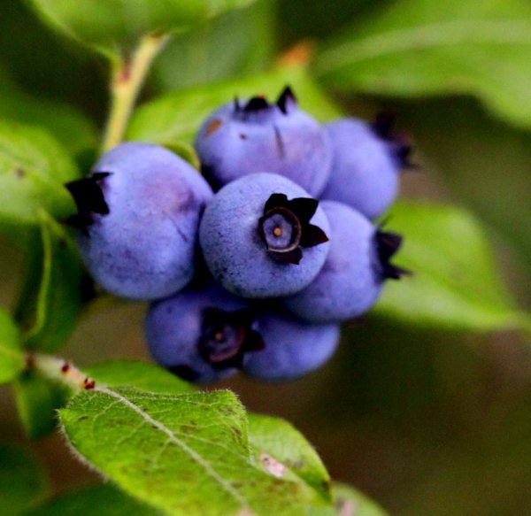 Blueberries