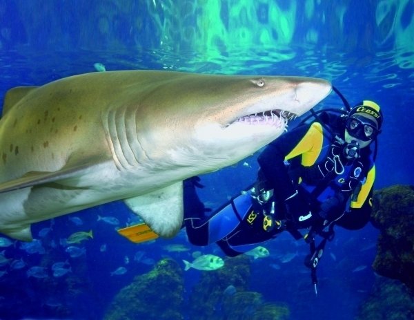 Shark Diving