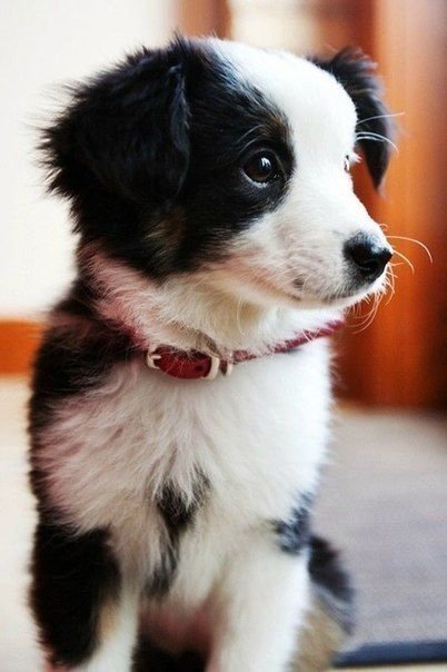 dog,mammal,vertebrate,dog breed,australian shepherd,