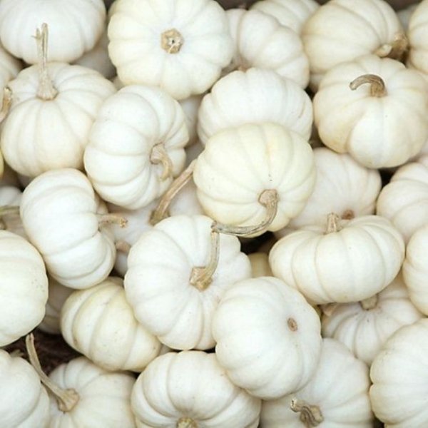 White Pumpkins