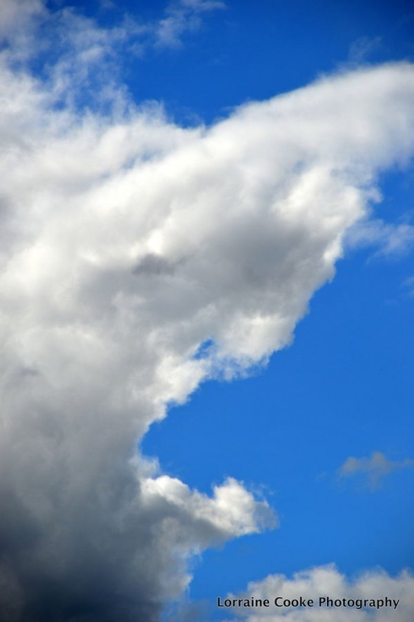 Amazing Nature Clouds That Look like Animals