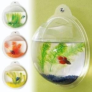 product,goldfish,glass,