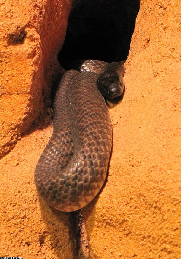 Inland Taipan Snake