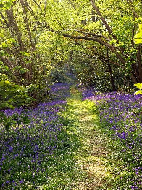 Bluebells