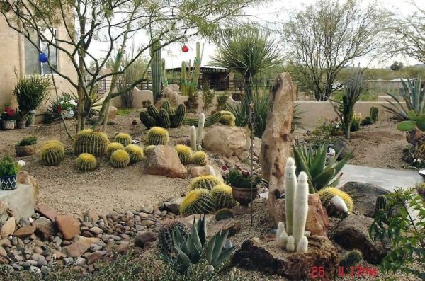 Desert Flower Garden