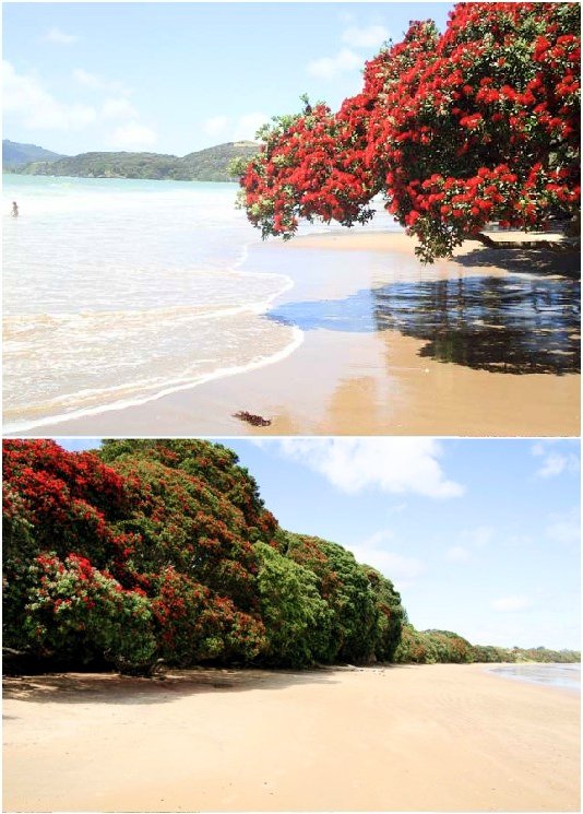 shore, body of water, tree, coast, beach,