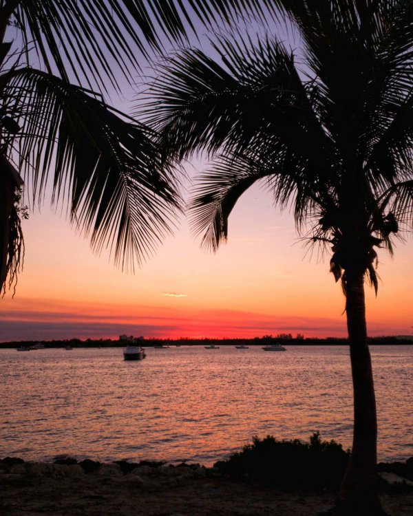 sky, sunset, sea, palm tree, arecales,