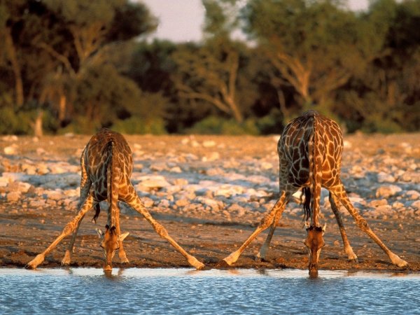 Spot the Big 5 in the Kruger National Park