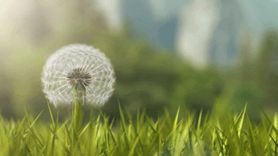 dandelion, grass, close up, flower, meadow,