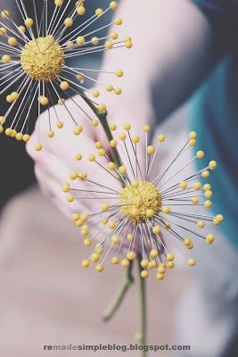 Pincushion Flowers