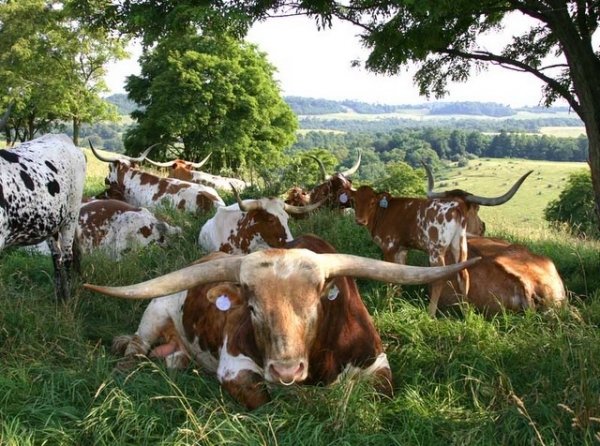 Longhorns under Pecan Trees