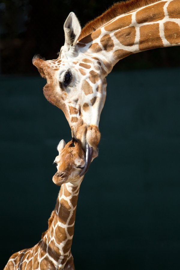 Giraffes