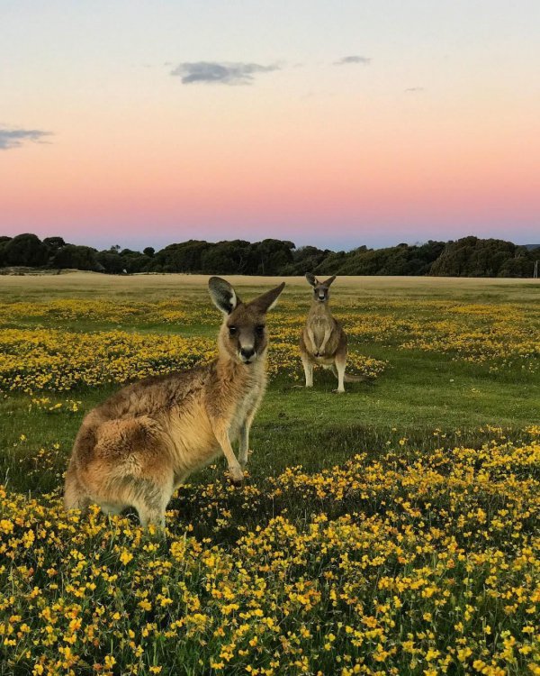 wildlife, mammal, macropodidae, fauna, grassland,