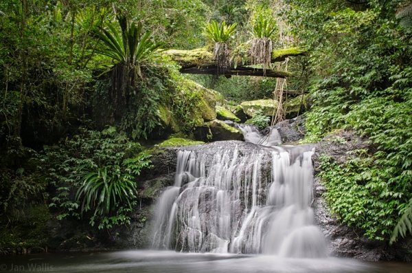 Hiking the Toolona Creek Circuit at Lamington National Park