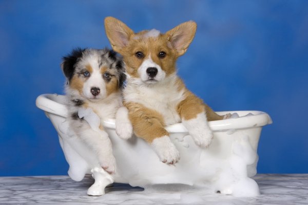 Put Your Dog in the Tub