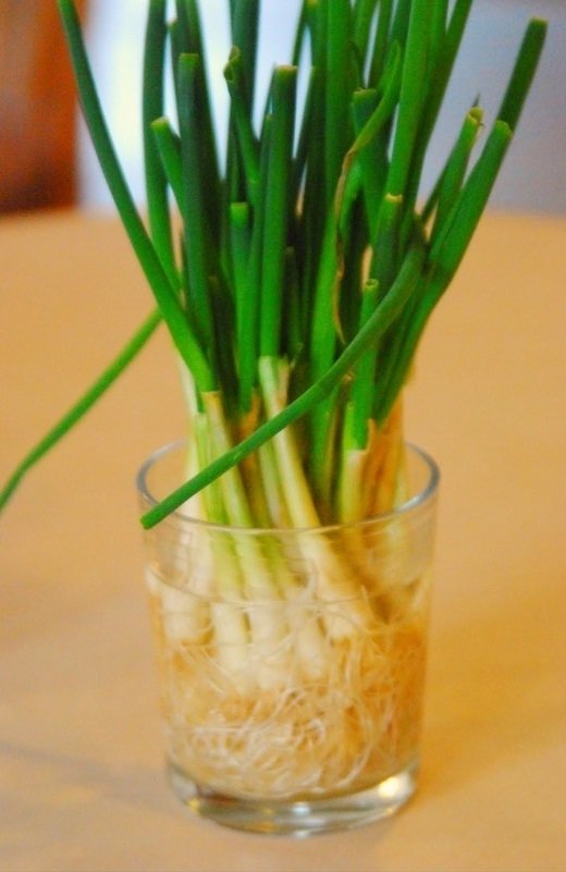 Green Onions