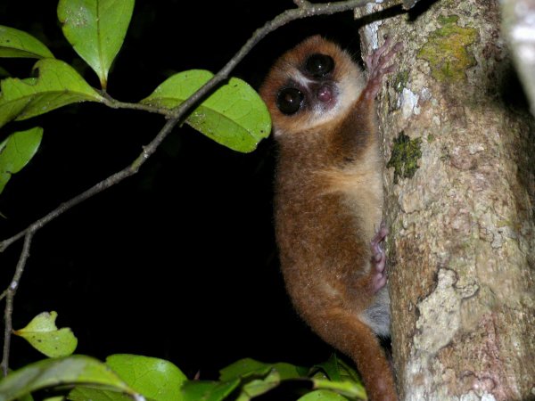 Rainforests of the Atsinanana, Madagascar