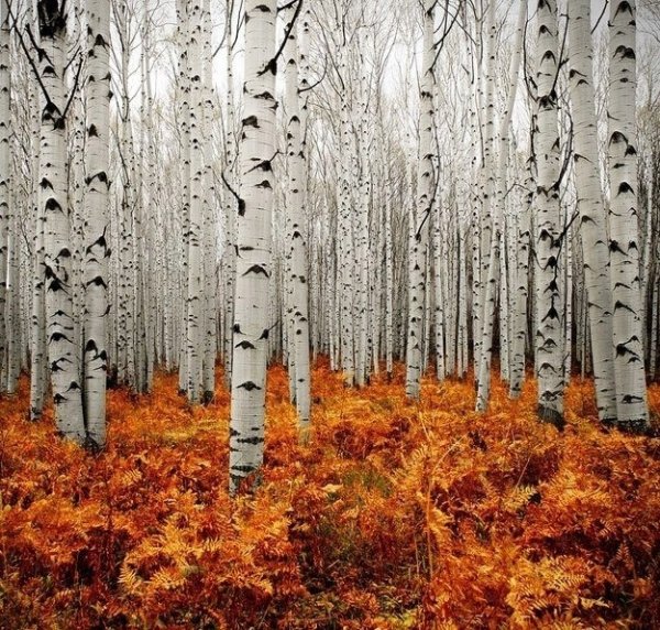 Aspen Forest, Colorado