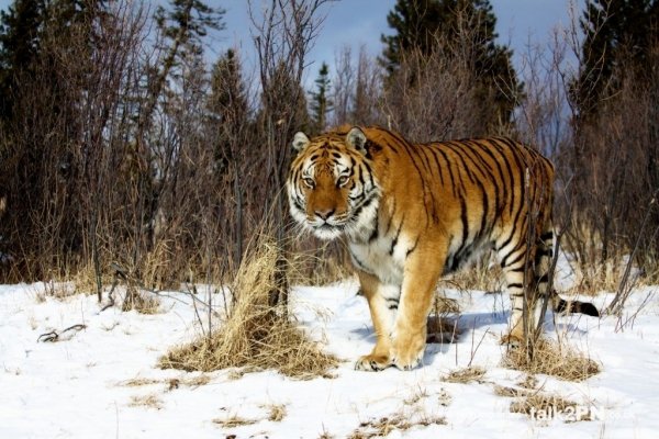 Amur Tiger