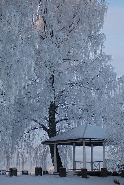 Weeping Willow