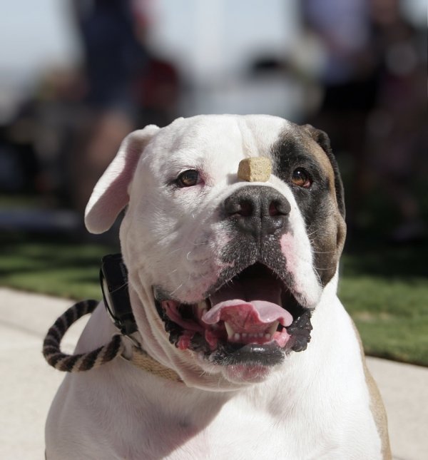 dog,mammal,olde english bulldogge,vertebrate,dog breed,