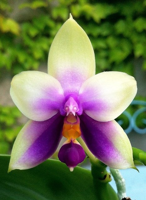 PHALAENOPSIS Bellina